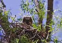 Bubo virginianus